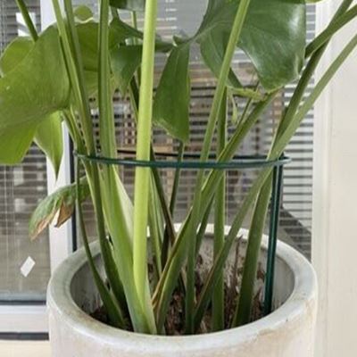 小众高货植物固定支架石斛绣球虎皮兰龟背芋支伸缩杆鹤望兰秋海棠