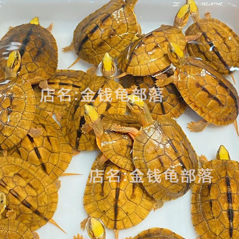 速发纯正金钱龟 招财宠物石金钱小青龟苗家养长寿小乌龟活物南种
