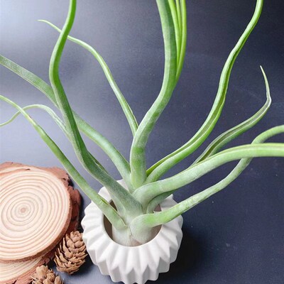 章鱼卷--章鱼杂电卷 showtime空气凤梨无土植物办公室绿植