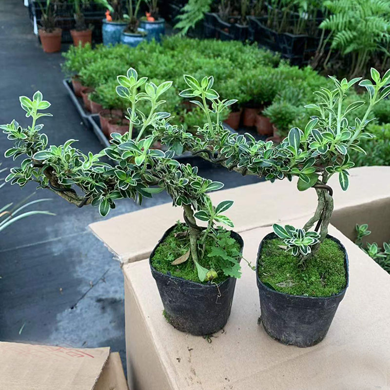 悬崖金边六月雪盆栽白花迷你提根盆景H室内外附石盆景老桩奇趣造