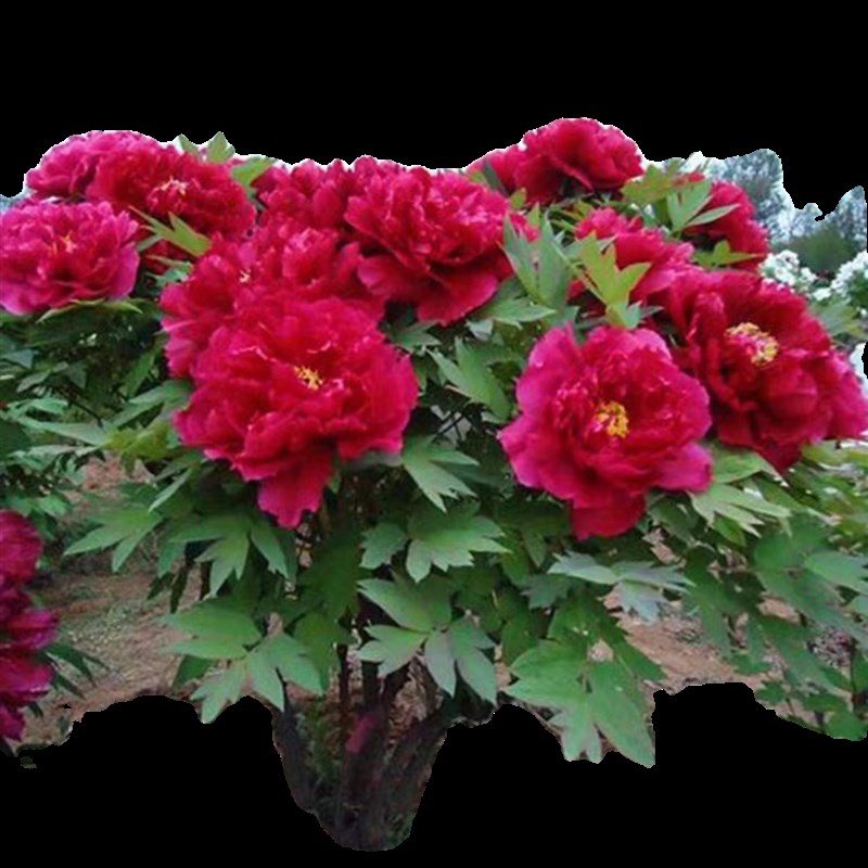 牡丹花树苗洛阳真品正宗带花苞牧丹花种耐寒花卉大花盆栽牡丹花苗