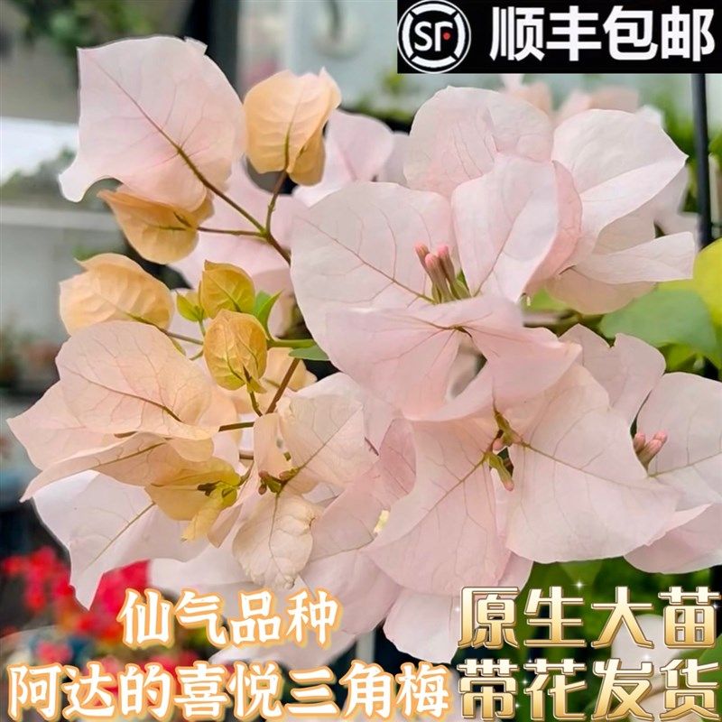 阿达的喜悦三角梅原生大苗仙气浅色系粉白香槟色进口品种稀有品种