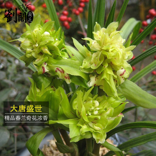 刘阁兰花 春兰名品兰花苗 大x唐盛世现带浓香花苞出售好养盆栽花