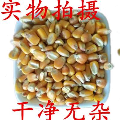 速发玉米粒玉米碎喂鸡鸭猪100斤包邮50斤20斤10斤装鸽粮干玉米鸟