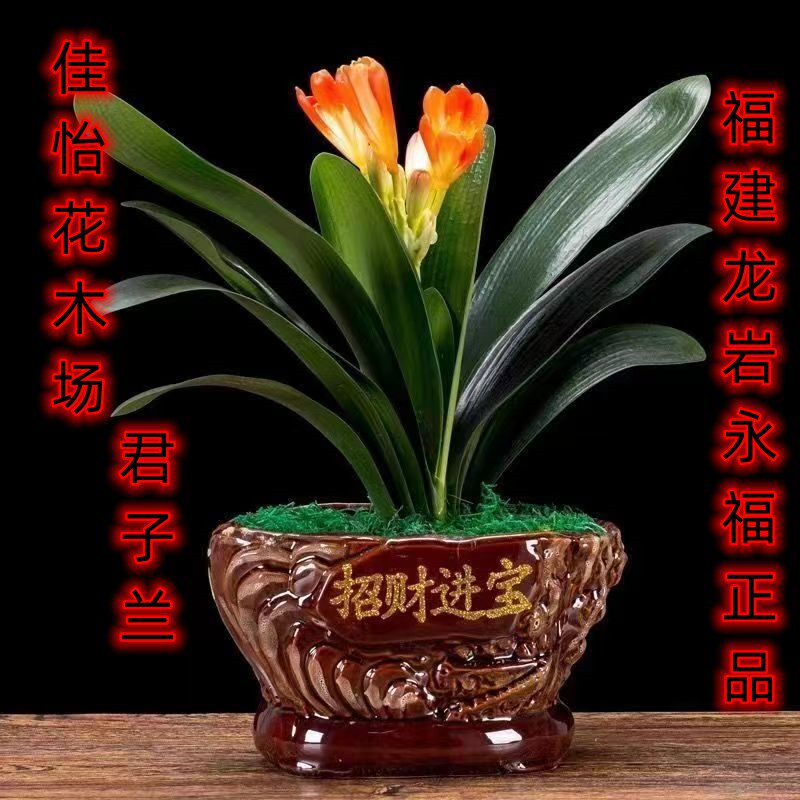 精品君子兰花卉盆栽绿植盆栽大盆室内g好养四季植物客厅摆放花高