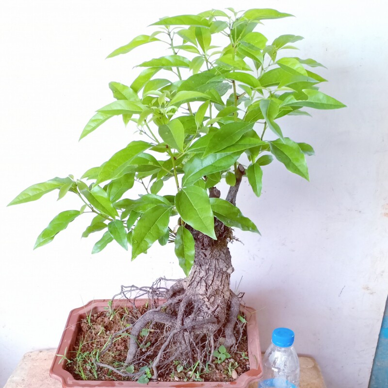 室内一物一拍下单小叶高山丛生香樟树盆栽绿植景老v桩矮化提根苗