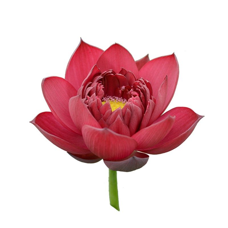 【墨红】碗莲乌托邦-大型 盆栽a池栽庭院屋顶水生花卉观赏荷花种