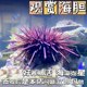 海胆宠物海缸生物除藻清洁活物海洋小生物观赏Q鱼造景马粪海胆包