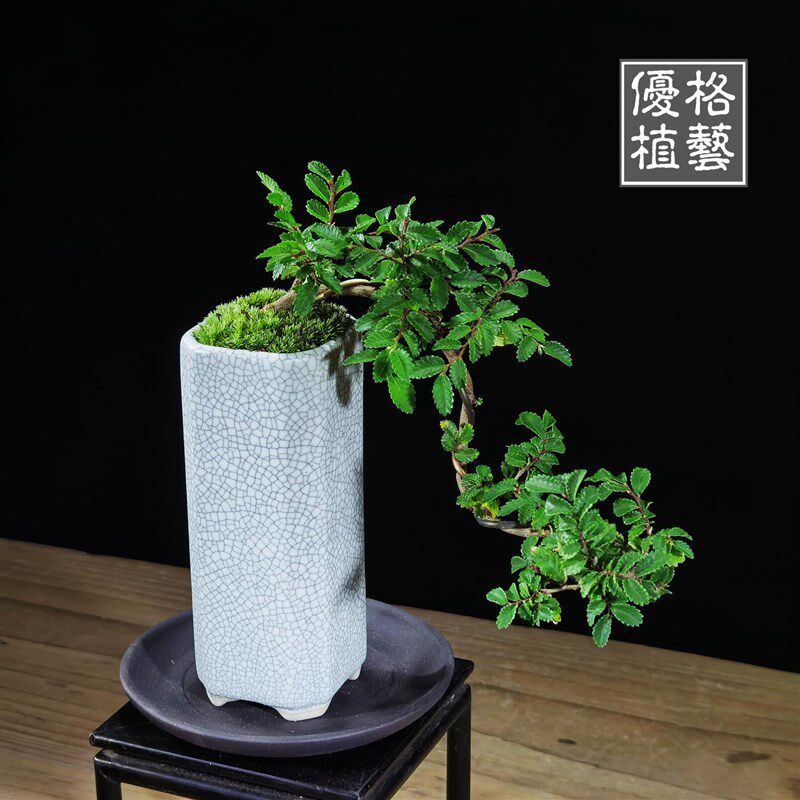 迷你悬崖小叶榆树榔榆掌上盆栽飘枝拇指微型盆景禅意茶几办公绿植