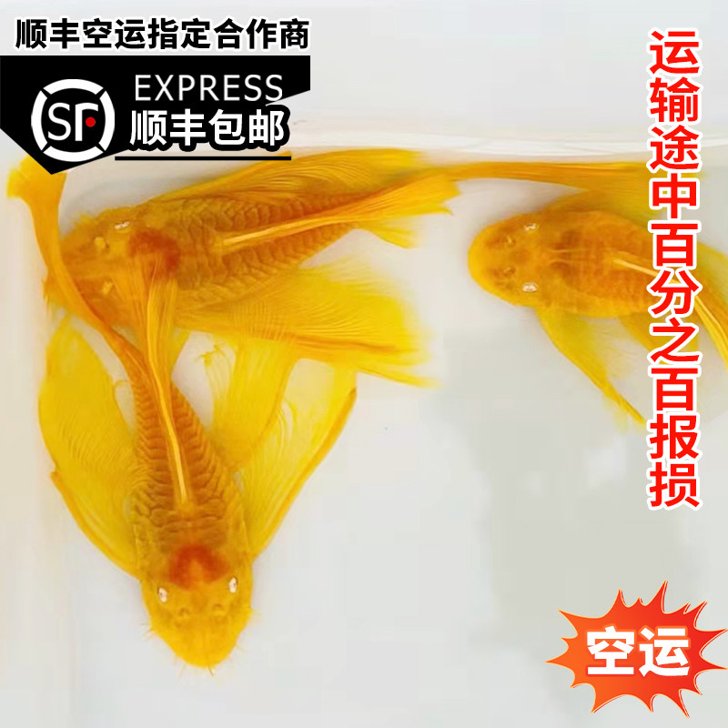 速发鱼缸清道夫淡水热带观赏鱼鱼苗清缸除藻小型鱼红蓝眼