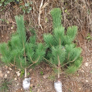 绿化苗木松树黑松小苗庭院黑松苗黑松树苗四季 常青盆景植物松树苗