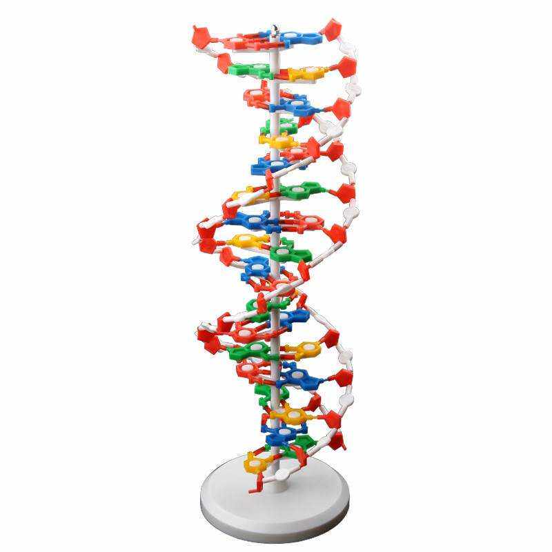 推荐DNA双螺旋结构模型大号高中分子结构模型60cmJ33306脱氧核苷