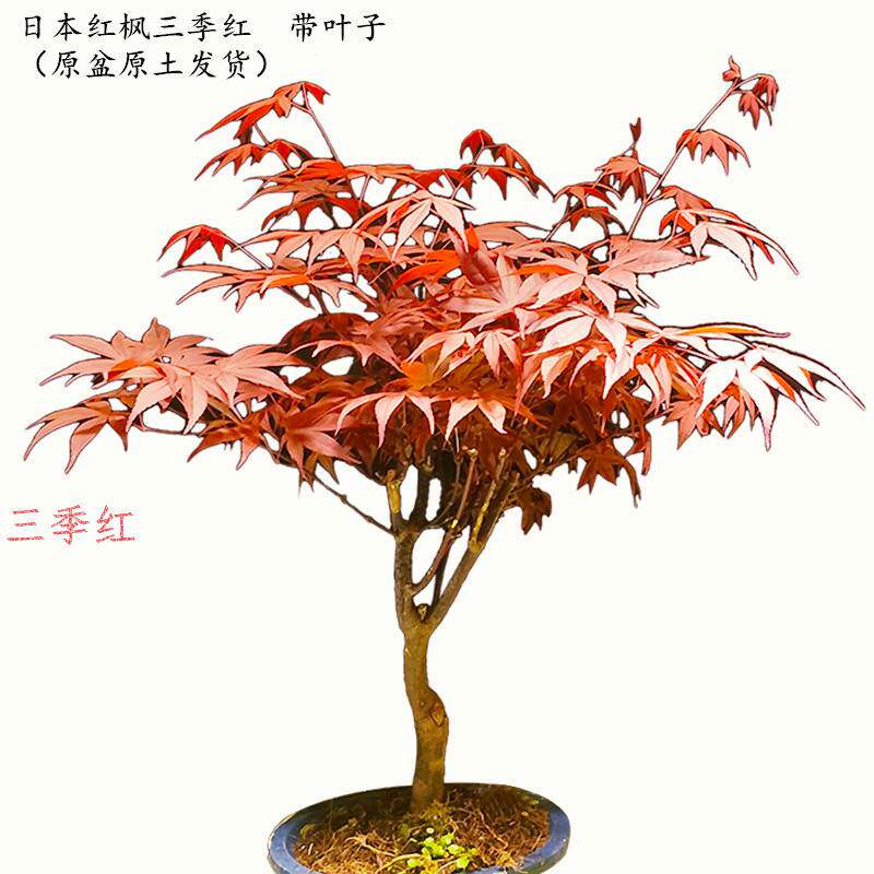 速发正宗日本红枫盆景老r桩红舞姬黄金枫橙之梦室内矮化盆栽植物