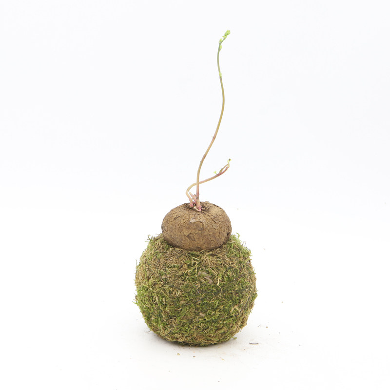 苔藓球盆栽山乌龟网红镜面草水培植物室内桌面绿植兔耳兰观叶夏季