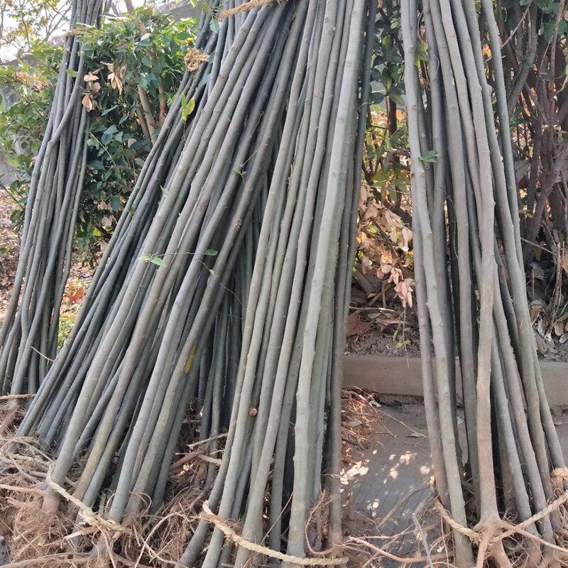 朴树苗 朴树树苗 朴树小苗 小叶朴树苗 庭院行道绿化工程树苗