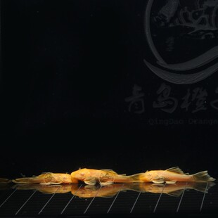 黄金胡子鱼大帆鱼热带观赏鱼小型清道夫擦缸除藻工具鱼淡水宠物鱼