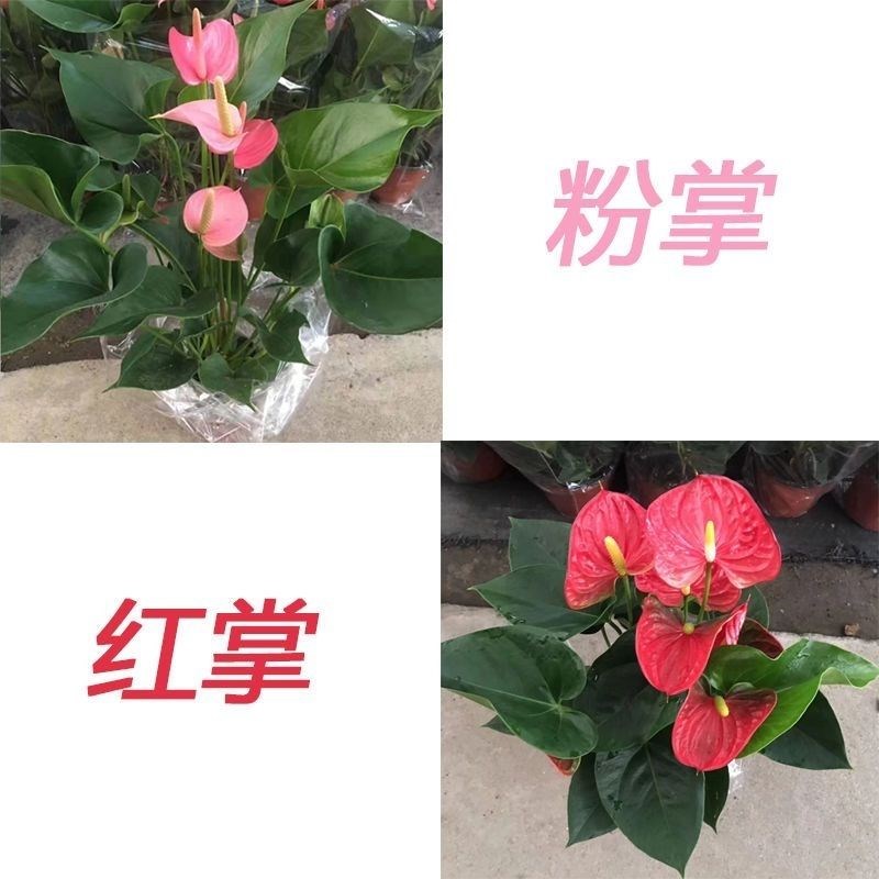 现货【带花发货】红掌粉掌白掌花室内H水培土培盆栽四季开花卉植