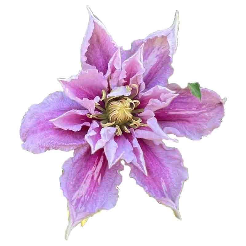 小鸭铁线莲花苗庭院爬藤攀援植物花卉阳台盆栽好养绿植大花四季开,鲜花速递/花卉仿真/绿植园艺,绣球/木绣球/木本植物,淘宝优惠券,粉丝福利购,淘宝优惠卷