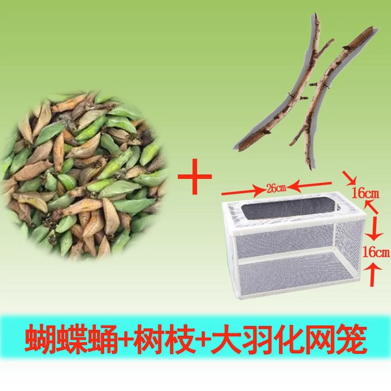 蝴蝶蛹可孵化品种齐全凤蝶绿带翠凤蝶碧凤蝶r蓝色多品种蝴