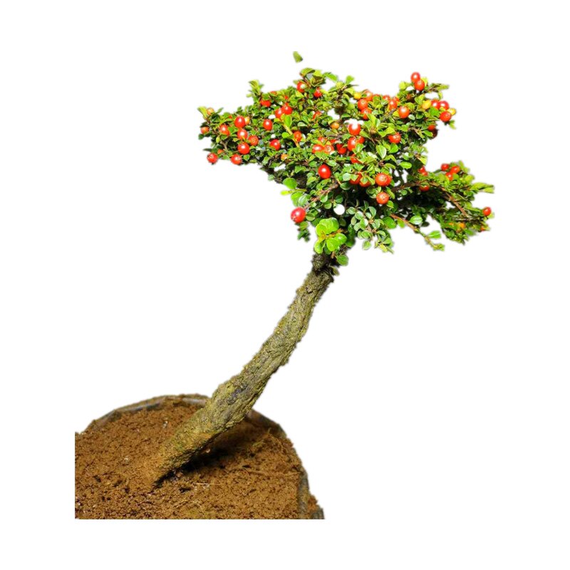 白花荀子红花老桩盆景米t叶珍珠荀子包邮植物开花盆景不落叶红果