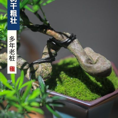 厂销罗汉松盆景悬崖老桩植物室内真盆景摆件造景客厅阳台绿植中式