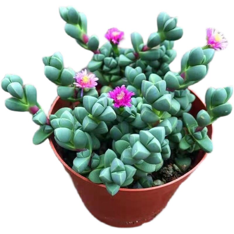 速发【会开紫色花】鹿角海棠多肉植物迷你可爱阳台桌面绿植花卉盆