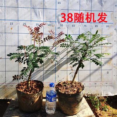 云南红芽清香木盆景紫油木u香叶树老桩盆栽细叶楷木虎斑檀清香树