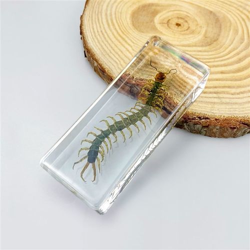 蝎子标本树脂摆件昆虫模型创意礼品送朋友礼物学生奖品生日纪念