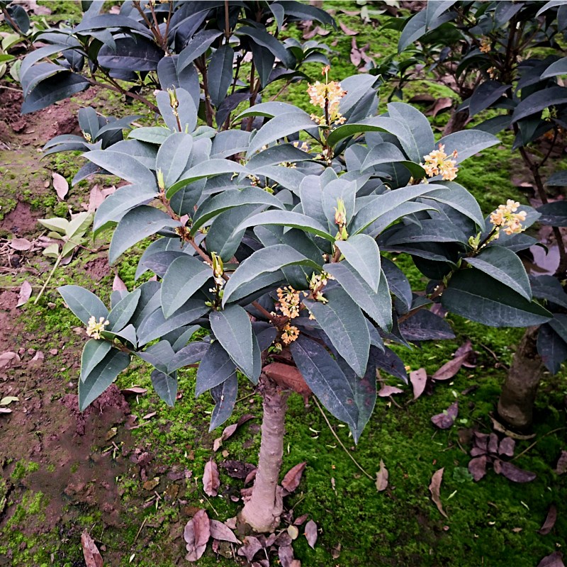 天香台阁桂花苗盆栽嫁接盆景老桩原生G树桩浓香四季开花金桂带花