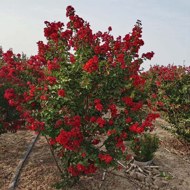 庭院别墅丛生紫薇树苗紫叶红花多杆f红火箭耐寒绿化苗木盆栽风景