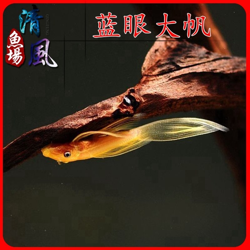 速发蓝眼大帆 胡子鱼 除藻鱼 热带鱼活体鱼 水族宠物鱼 工具鱼 包