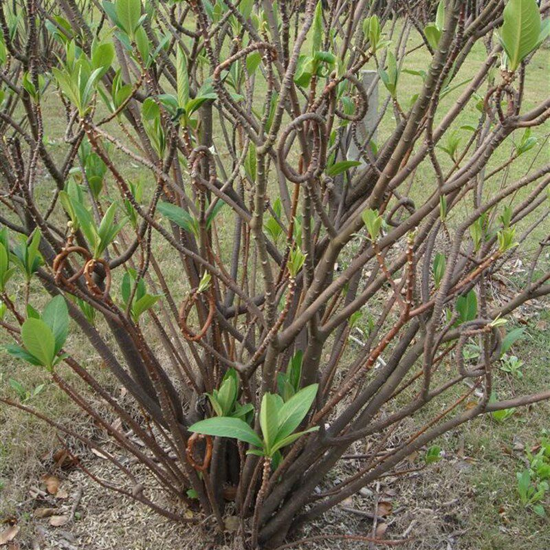 庭院植物结香苗结香花苗木花卉金腰袋打结花梦冬花浓香树苗可盆栽