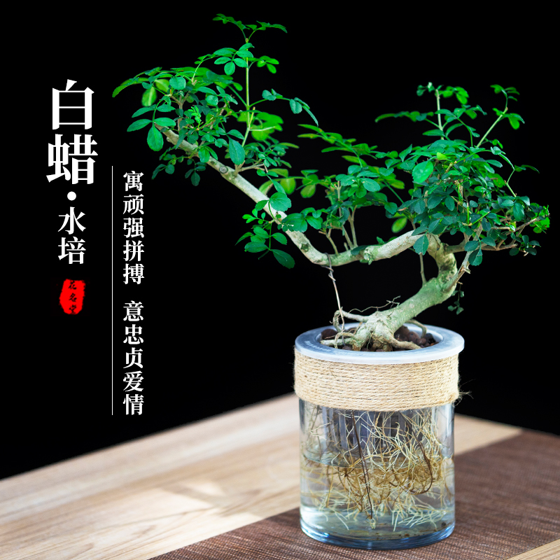 水培对节白蜡盆景树苗绿植物小盆栽老桩造型女贞悬崖雀梅室内桌面