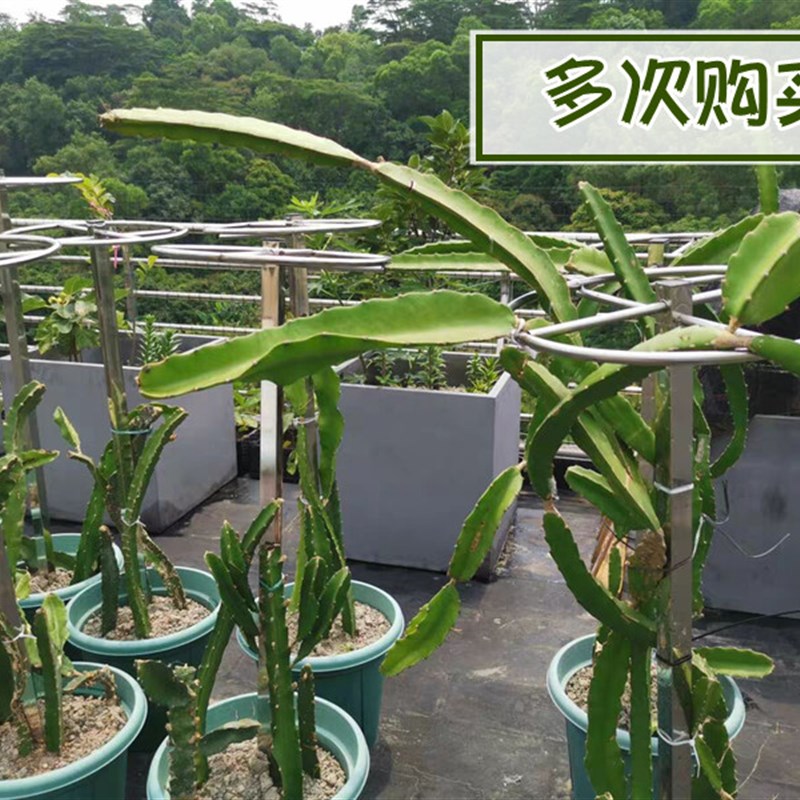 火龙果架不锈钢种植架q火龙果支撑架地栽盆栽果树支架室外用架加