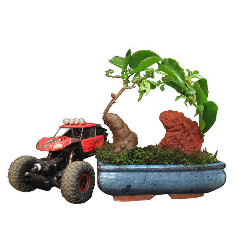 野外藤三七植物苗食药用土田七种子根茎室外易活花卉爬藤绿植盆栽