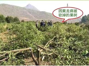 黄龙病CASd溶水无渣柑橘脐橙黄龙病黄化症CAS69523黄龙病cas溶水