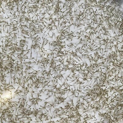 速发黄鳝水花苗 长鱼苗 鳝鱼鱼苗 小黄鳝苗 鳝苗 快大 易活 耐寒
