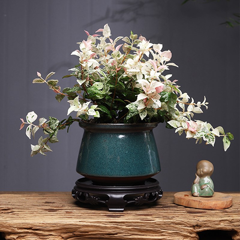 花叶络石植物五彩垂吊盆栽室内阳台窗台好养易护观叶绿植耐寒耐热