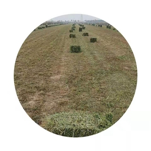极速80斤 羊驼人气牧草 国产苜蓿草干草优质牛羊草料奶牛奶山羊草