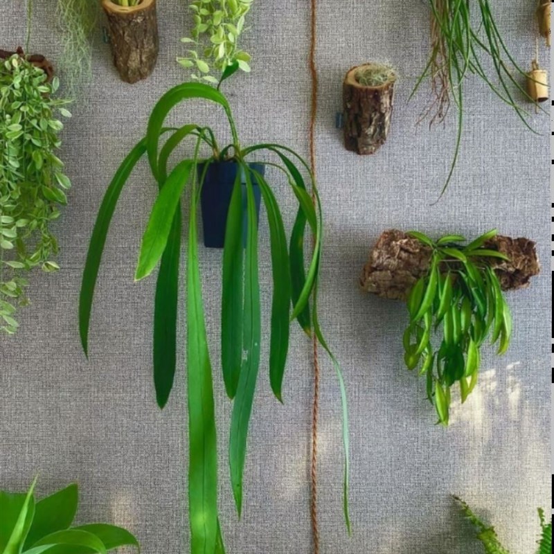 维塔领带花烛海芋蔓绿绒天南星科室内垂吊悬挂绿植盆栽火观叶植物