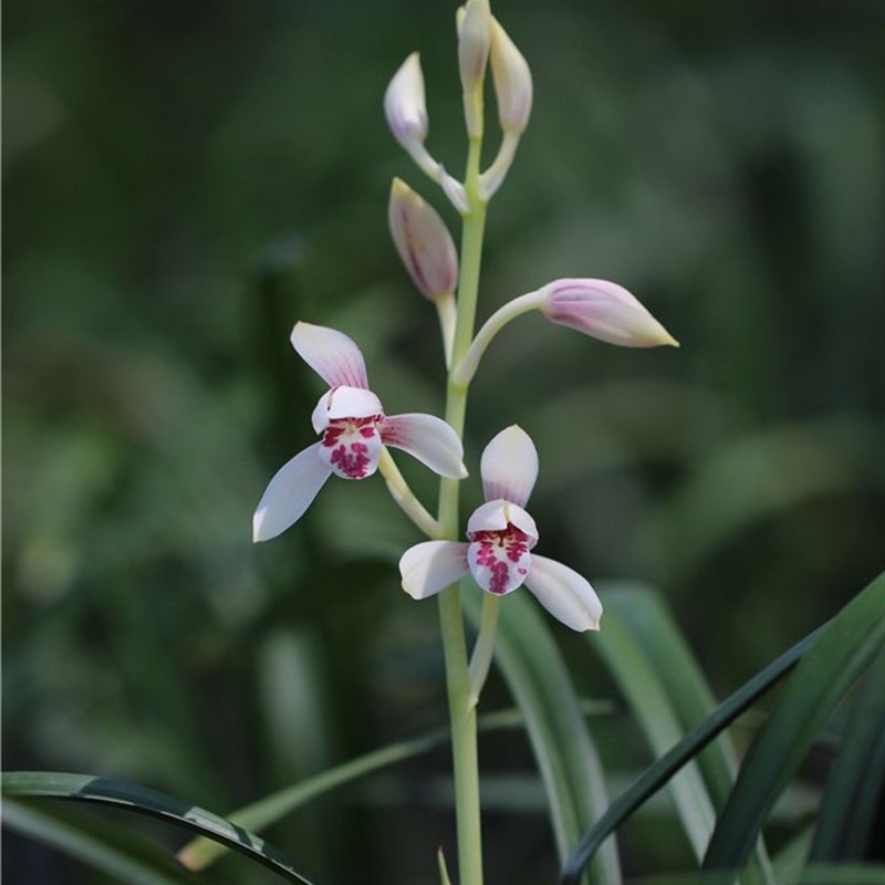 兰花苗建兰【玉白丹红】硬化一年半浓香花室内花卉绿植好养易活