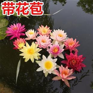 极速睡莲花苞大花睡莲花苗盆栽户外池塘碗莲荷花莲花水培花卉植物