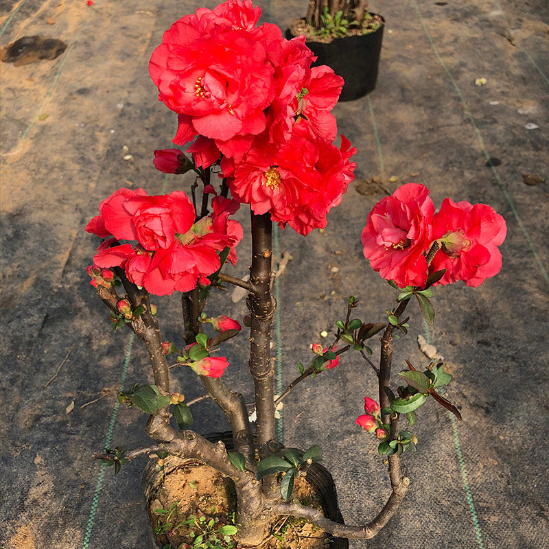 梦绘卷海棠花盆栽四季易活好养花卉植物室内花客厅庭院树苗盆景