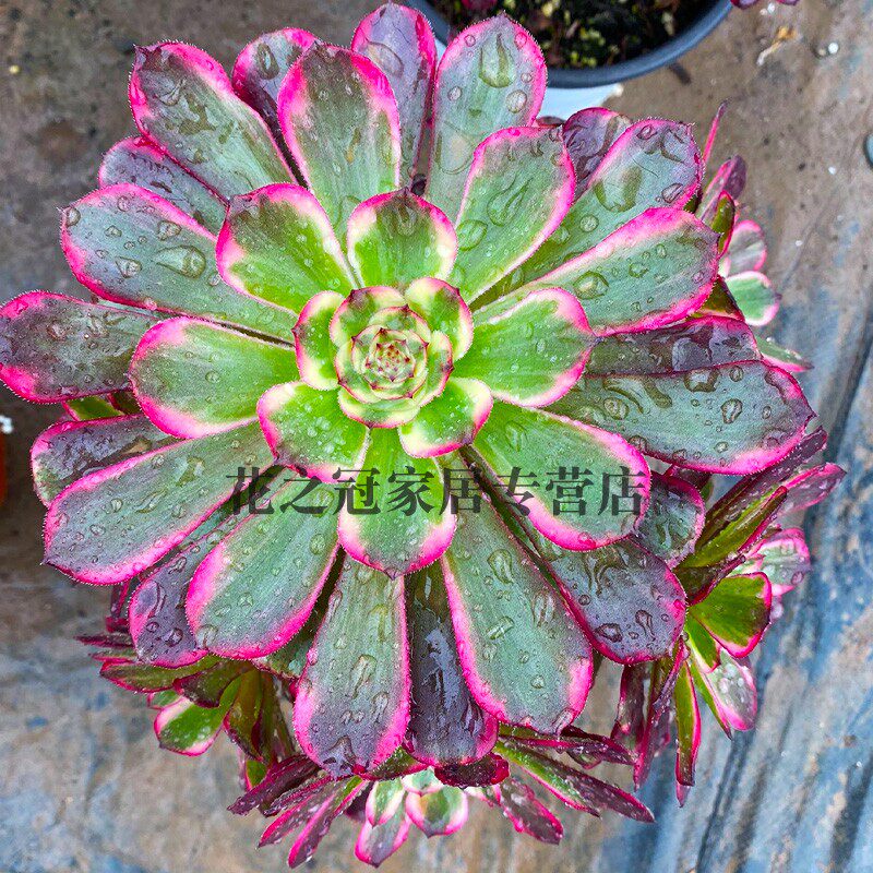 墨娅老桩盆栽法师覆轮锦多肉植物黑金刚法师锦绿植盆栽
