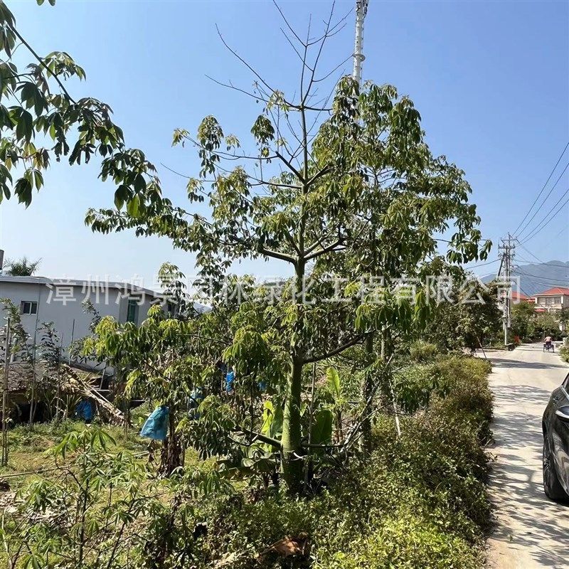 福建苗木大腹木棉苗木基地木棉庭院园林景观绿化工程