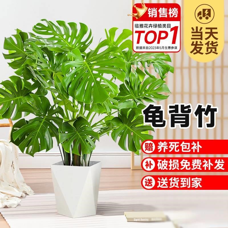 龟背竹盆栽室内客厅大型绿植大叶老桩植物办公室落地摆件网红花卉