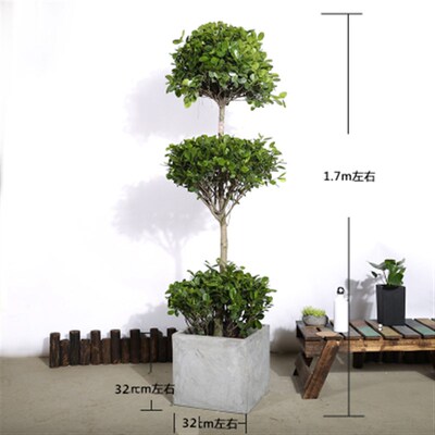 速发三层摇钱树金钱榕大型盆栽客厅室内外大型盆栽开业绿植送礼盆