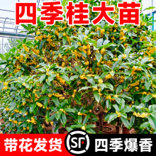 极速桂花树苗四季桂盆栽室内阳台庭院四季开花浓香型花卉植物老桩