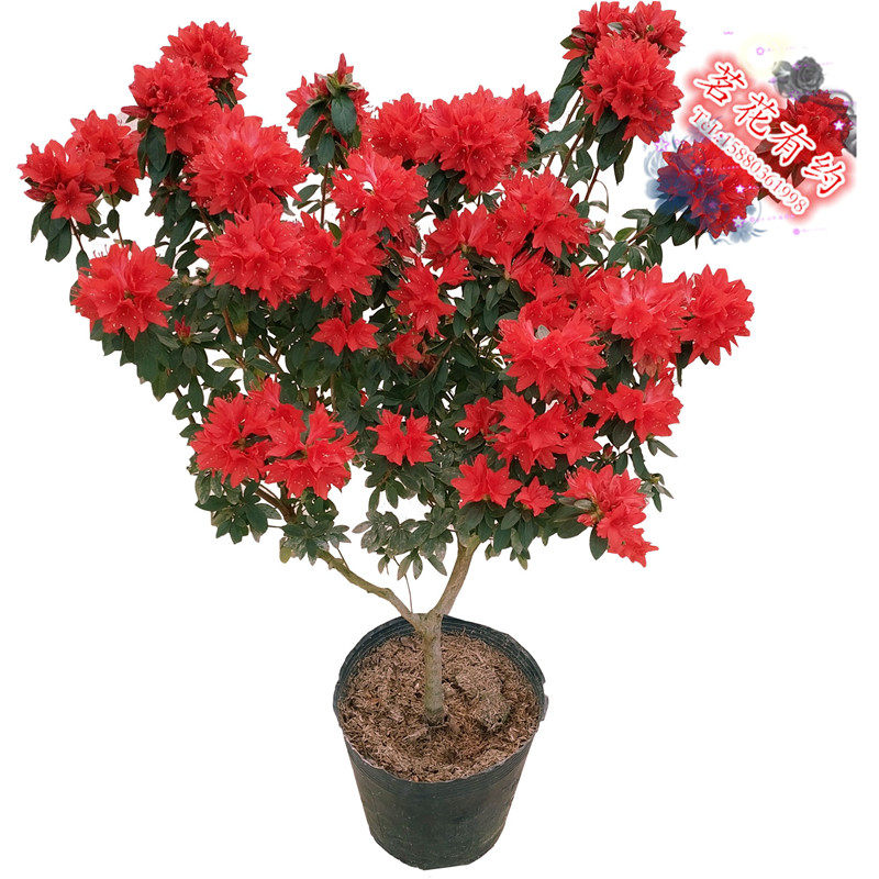 火烈鸟杜鹃花 盆栽稀缺东u鹃久留米耐寒耐热 庭院窗台绿植木本花