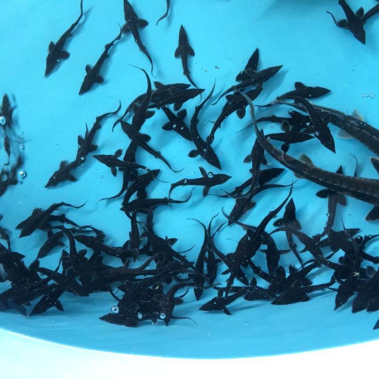 速发鲟鱼苗中华观赏鱼淡水养殖可食用尖嘴鲟冷水鱼鲟龙鱼苗西杂鲟